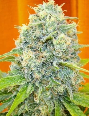 chanel marihuana|Channel + Marijuana Strain Information & Reviews .